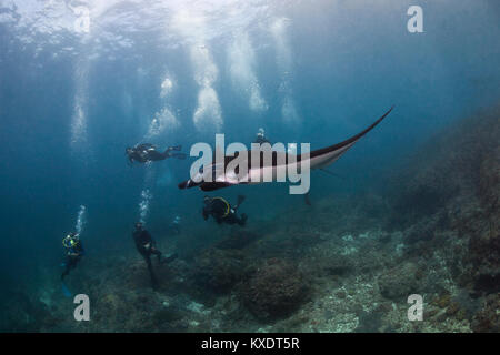 Reef Manta Ray (Mobula alfredi) watched by divers, Manta Point, Nusa Penida, Nusa Lembongan, Bali, Indonesia Stock Photo