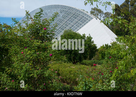 Adelaide, South Australia, Australia - January 8, 2017: The rose garden at the Adelaide Botanic Garden, with the Bicentennial Conservatory in the back Stock Photo