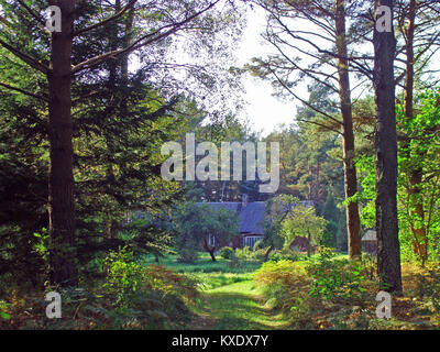 Road in wild pine forest to old small house Stock Photo