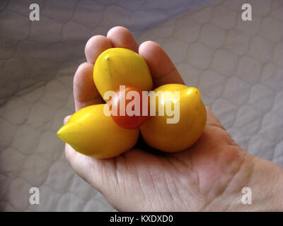 Three yellow and one red tomato on hand close up Stock Photo