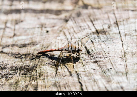 A common darter dragonfly (Sympetrum striolatum) Stock Photo