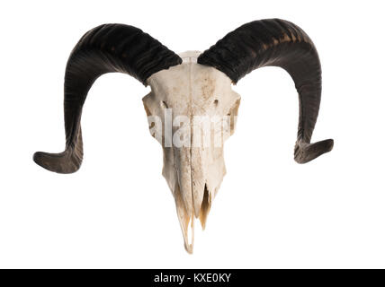 High angle view of a ram skull with horns, isolated on white background Stock Photo