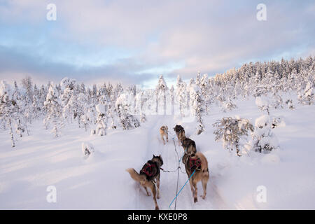 Dog sledding through Swedish countryside in winter. Stock Photo