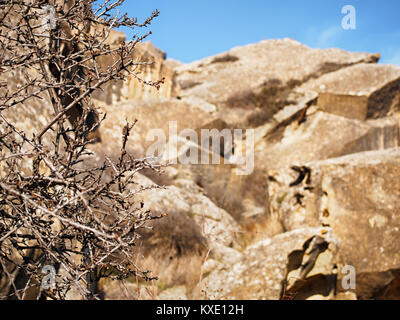 Branches of wild mountain bush on a blurred mountains background Stock Photo