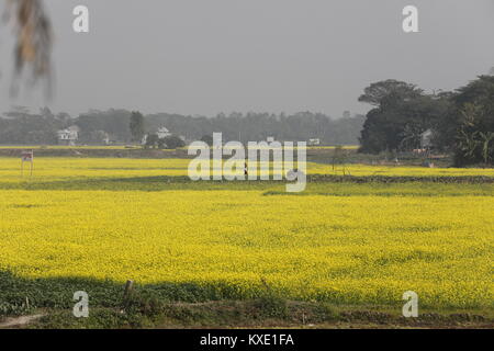 Bangladeshi People walks in the Mustard field in Munshigonj, Bangladesh, on January 09, 2018. Mustard is a cool weather crop and is grown from seeds s Stock Photo