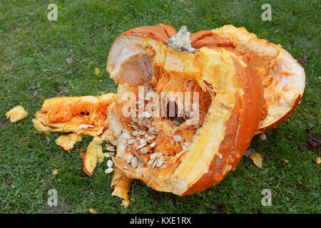 Roughly broken pumpkin pieces showing seeds and stringy flesh inside, spilled onto lawn Stock Photo