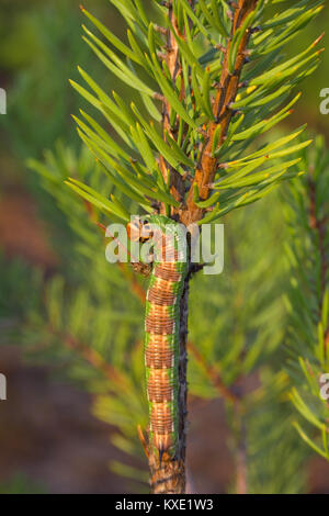 Pine hawk-moth caterpillar Stock Photo