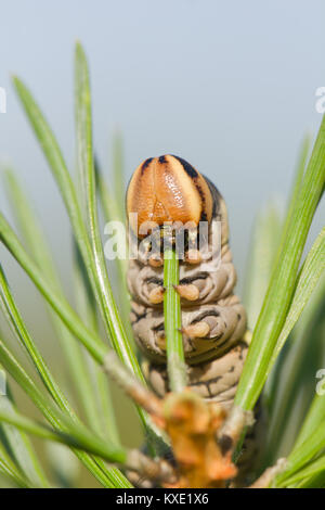 Pine hawk-moth caterpillar Stock Photo