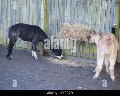 Alpacas Feeding Stock Photo