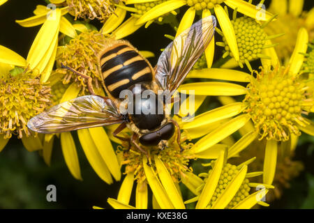 Dorsal view of a Bog Hoverfly (Sericomyia silentis) feeding on a ragwort flower (Senecio jacobaea) in woodland. Galtee Woods, Limerick, Ireland. Stock Photo