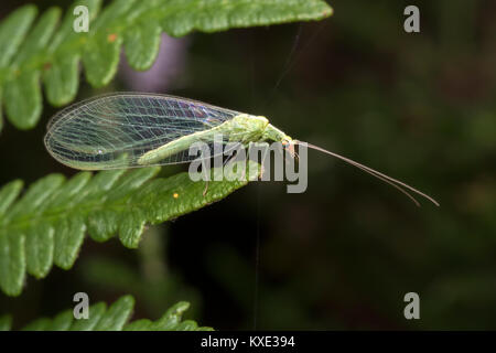 Green Lacewing in the family  Chrysopidae perched on a fern in woodland. Cahir, Tipperary, Ireland. Stock Photo