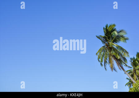 Upwards view of the tops of tall palm trees against a clear blue sky. Stock Photo