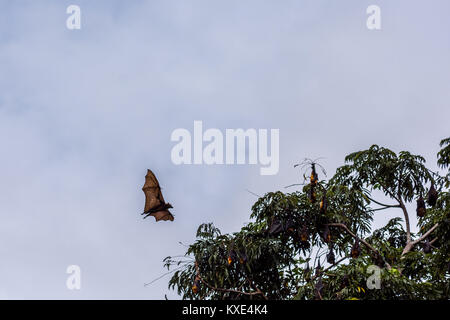 A flying fox aka fruit bat in flight during the day time with over cast grey sky back ground and tree tops. Stock Photo