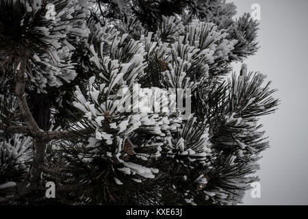 Fir. Green fir branches in the snow. Stock Photo