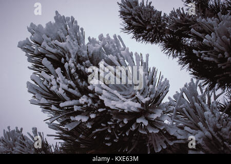 Fir. Green fir branches in the snow. Stock Photo