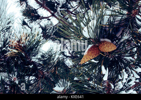 Fir. Green fir branches in the snow. Stock Photo