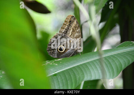 A giant owl butterfly sitting on a plant leaf in the rainforest in Corcovado National Park, Osa Peninsula, near Drake Bay, Costa Rica. Stock Photo