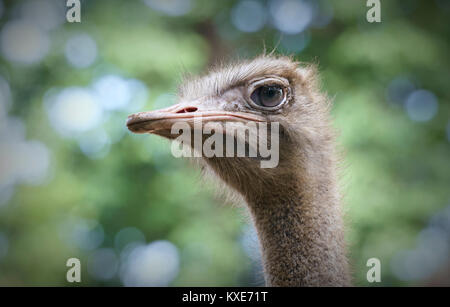 Oysters are eating breakfast in the zoo, which attracts many rare animals for visitors to visit the weekend. Stock Photo