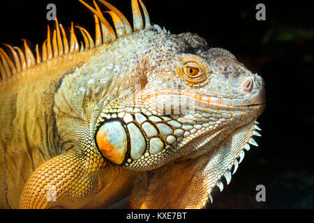 Giant iguana portrait is resting in the zoo. This is the residual dinosaur reptile that needs to be preserved in the natural world Stock Photo