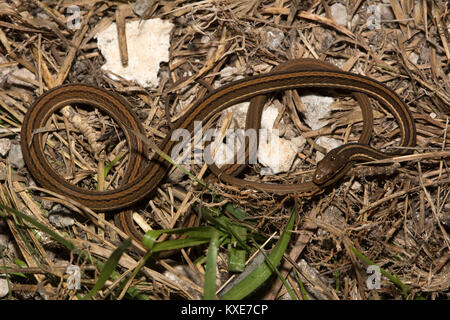 Peninsula Ribbonsnake (Thamnophis saurita sackenii) from Miami-Dade County, Florida, USA. Stock Photo