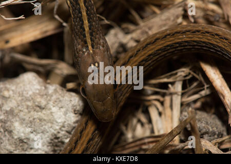 Peninsula Ribbonsnake (Thamnophis saurita sackenii) from Miami-Dade County, Florida, USA. Stock Photo