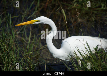 Great Egret (Ardea alba) from Miami-Dade County, Florida, USA. Stock Photo