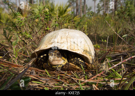 Florida Box Turtle (Terrapene bauri) from Miami-Dade County, Florida, USA. Stock Photo