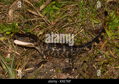 American Alligator (Alligator mississippiensis) from Miami-Dade County, Florida, USA. Stock Photo