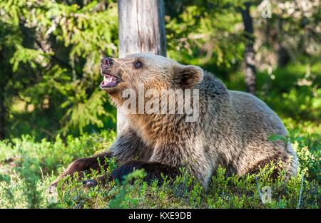 Wild Juvenile Brown bear (Ursus Arctos Arctos) grinned, showing fangs and teeth. In the summer forest. Natural green Background Stock Photo