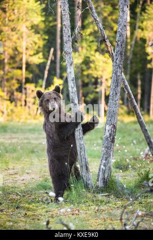 The bear cub standing on hinder legs. Ursus Arctos ( Brown Bear) Stock Photo