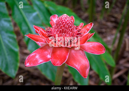 The Botanical Gardens in Victoria Mahe Seychelles Stock Photo