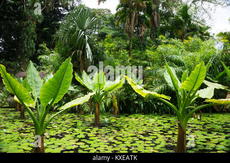 The Botanical Gardens in Victoria Mahe Seychelles Stock Photo