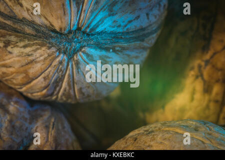 nuts are very large walnuts macro picture of the health of male power Stock Photo