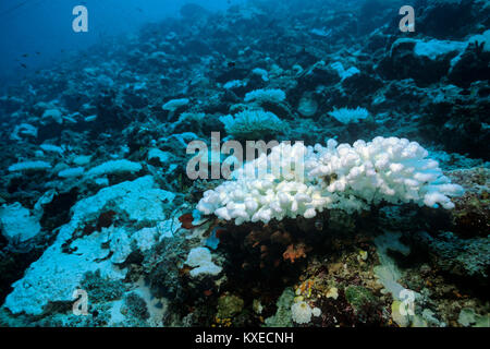 Bleached stone coral, coral bleaching, consequences of global warming, coral reef at Maldives islands, Indian ocean, Asia Stock Photo