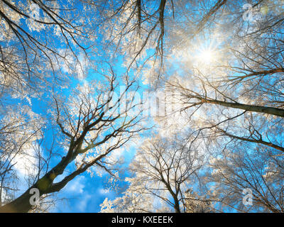 Forest in winter with snow white treetops against the deep blue sky and the sun, worms eye view Stock Photo