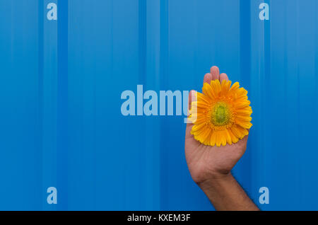 Human hand holding beautiful fresh yellowish orange daisy flower head between fingers over blue tin background. Stock Photo
