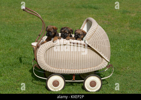 Border Terrier Puppies, 7 weeks, sitting in historical buggy Stock Photo