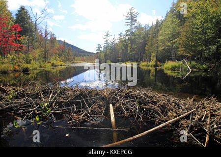 A beaver dam on a brook near Saranac Lake, New York State Stock Photo