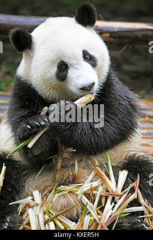 Panda bear or Giant Panda (Ailuropoda melanoleuca) eats bamboo shoots, Chengdu Research Base of Giant Panda Breeding, Chengdu, Sichuan, China Stock Photo