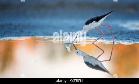 Black-winged Black-winged Stilt (Himantopus himantopus),alto-bird in water on search of food,Lake Neusiedl,Austria Stock Photo