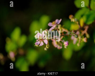 Bramble flowers on a Sussex field edge UK. Stock Photo