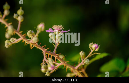 Bramble flowers on a Sussex field edge UK. Stock Photo