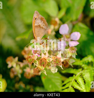A Meadow Brown butterfly rests in a Sussex hedge, UK.