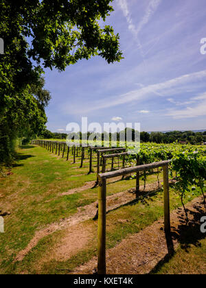Bolney Wine Estate near Haywards Heath, West Sussex. Stock Photo