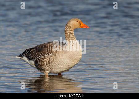 Greylag goose / graylag goose (Anser anser)foraging in shallow water of wetland Stock Photo