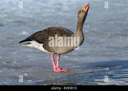 Greylag goose / graylag goose (Anser anser) drinking water while standing on ice of frozen pond in winter Stock Photo