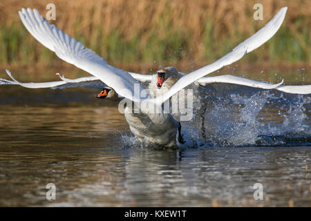 Territorial mute swan (Cygnus olor) male chasing away young swan swimming in lake in spring Stock Photo