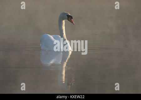 Mute swan (Cygnus olor) swimming in lake covered in early morning mist Stock Photo