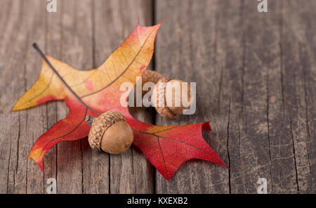 Colorful oak leaf and acorns on a wooden surface Stock Photo