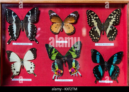 Framed specimen of colorful butterflies for sell in a local souvenir store. Madagascar, Africa. Stock Photo